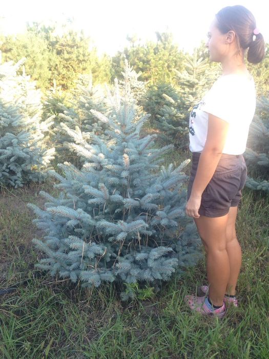 Туя Смарагд. 40см