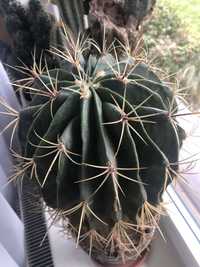 Kaktusy prawdziwe