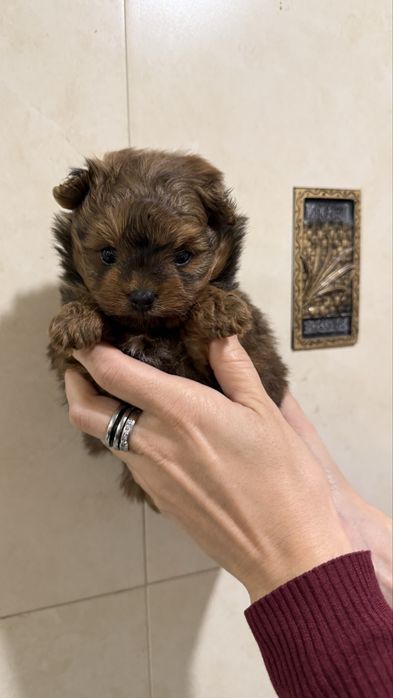 Чарівна крихітка Помапу Pomapoo