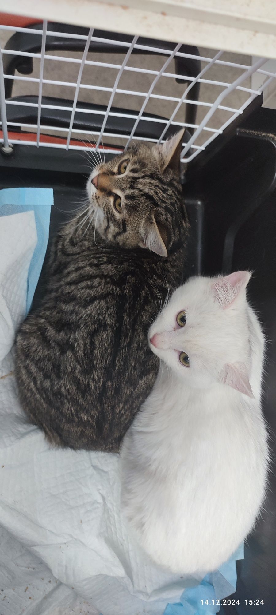 Котята Вашей Мечты ищут самых любящих и ответственных своих людей!!!