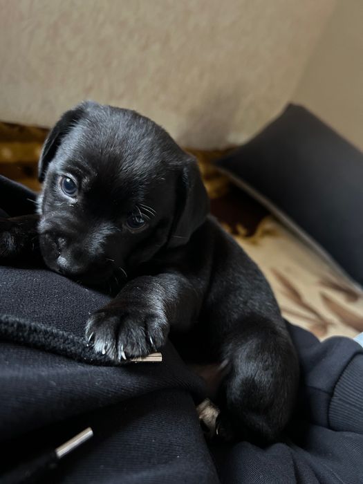 Цуценя спаніель (дівчатка)