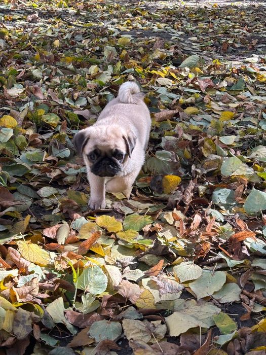 Цуценятка мопсиків