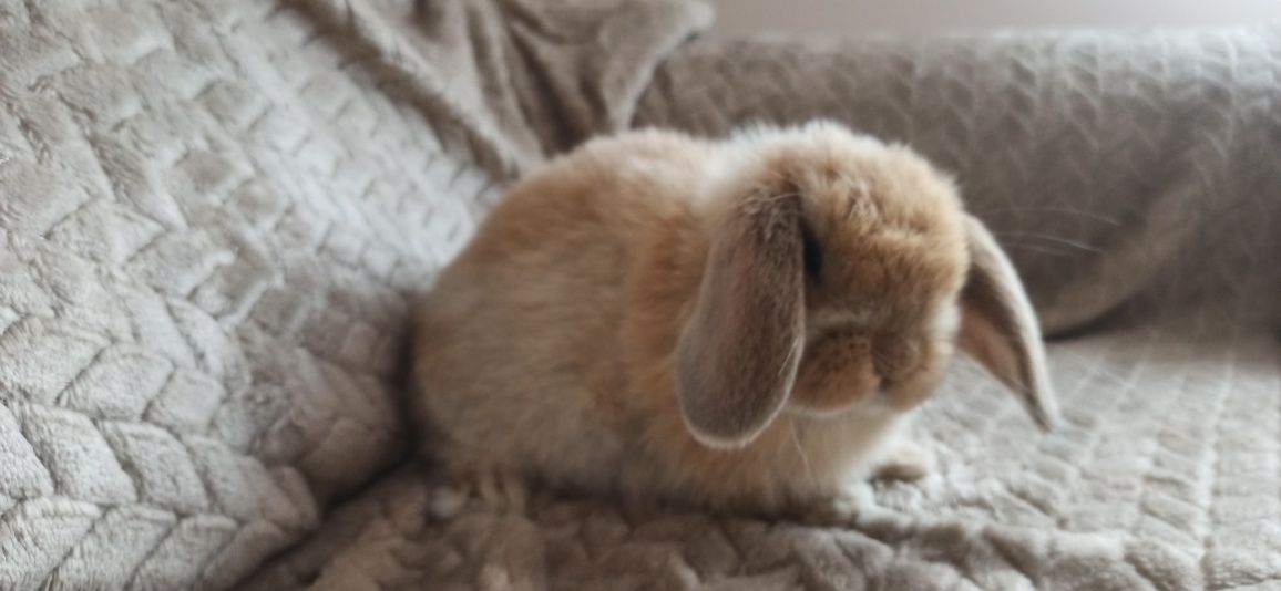 Króliczek baranek mini lop samiczka