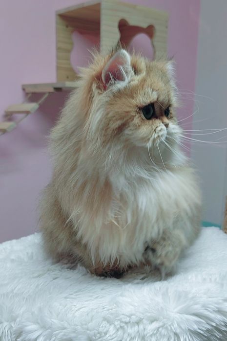 Menina british longhair golden