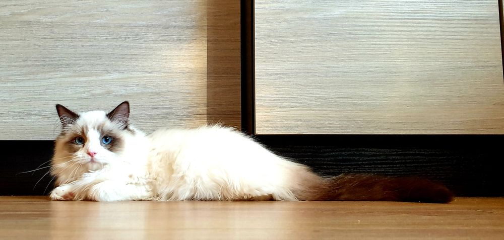 Słodka kotka Ragdoll FPL