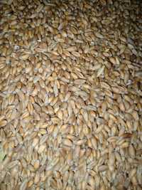Продам пшеницю,врожай 2023