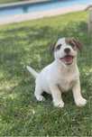 Jack Russell com LOP - Descendente de Campeoes