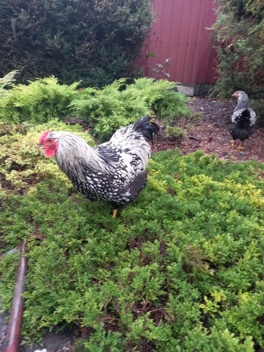 Продам півнів Віандот серебро