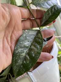 Hoya coriacea splash 2l cw