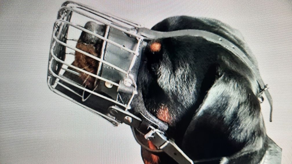 Kaganiec dla psa, np. rottweiler