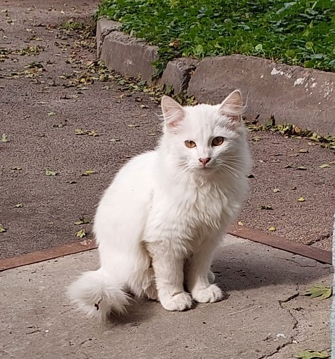 Белый котенок в добрые руки