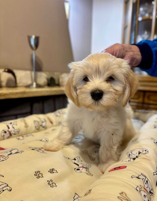 Hawańczyk szczenię z rodowodem ZKwP-wychowany w domu, otoczony troską