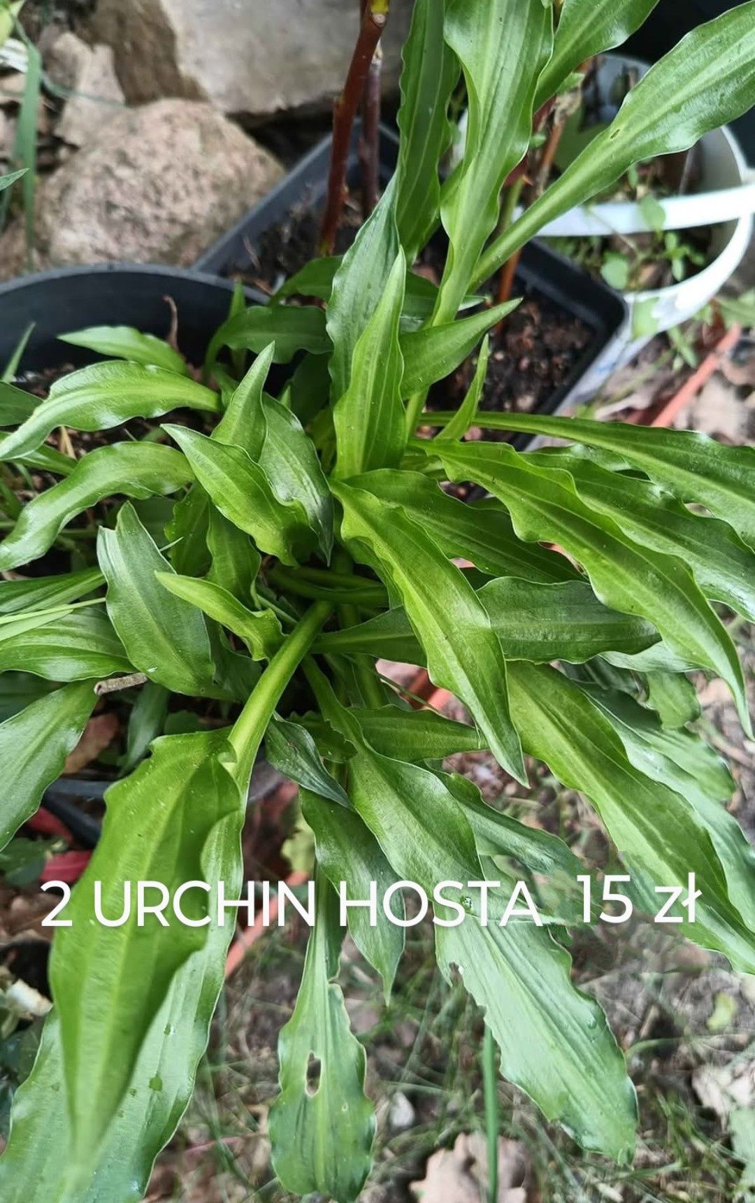 HOSTA Funkia rośliny