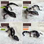Gekony lamparcie - Carbon - maluchy 07/2025 - Eublepharis macularius