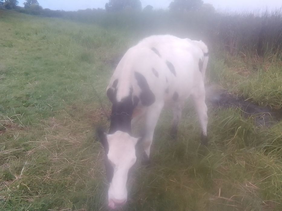 Продаю тилицю 8 місяціа