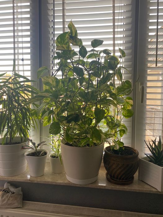 Kwiat duży sprzedam Epipremnum Aureum