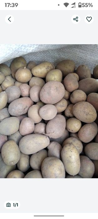 Продам фуражну кортоплю
