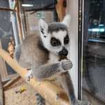 Lemur Katta - młody