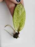 Zamioculcas chameleon