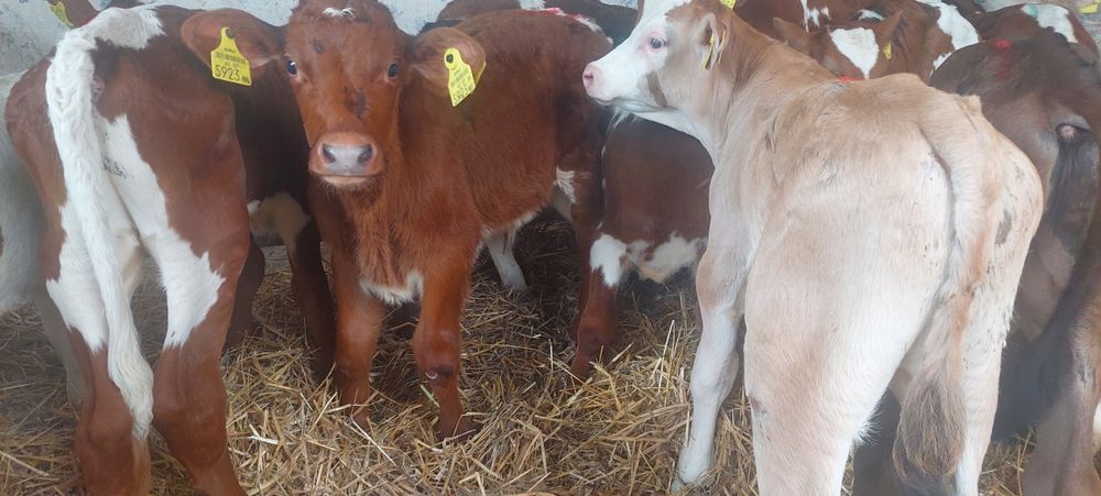 Cielaki do sprzedania byczki