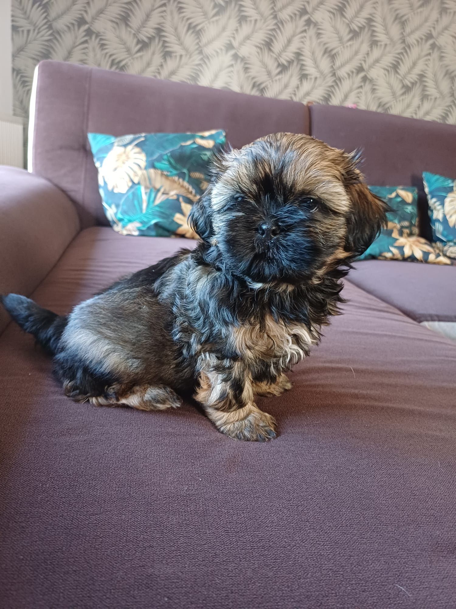 Shih Tzu brązowy chłopiec