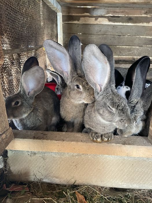 Кролики Фландр чистокровні