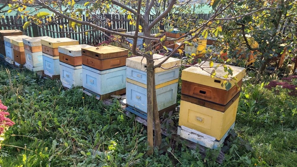 Pszczoły rodziny pszczele ule ul pasieka pszczelarz