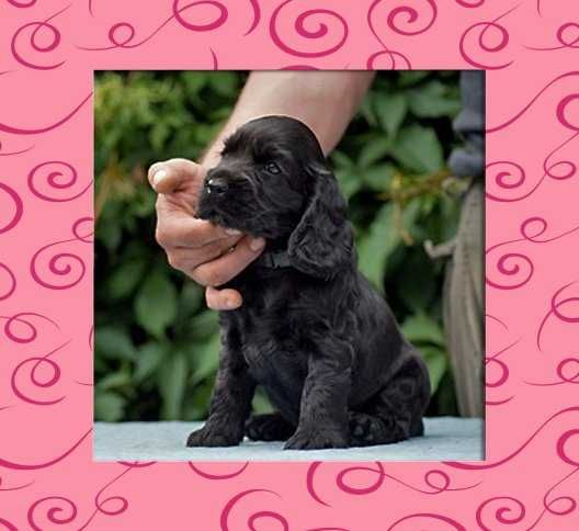 Cocker Spaniel Angielski - rodowód ZKwp -czarny piesek