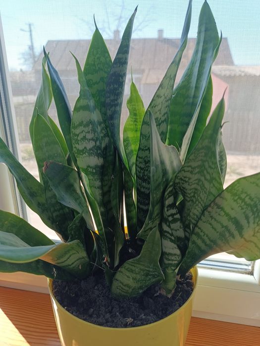 Дуже гарний вазон "тьощин язик"