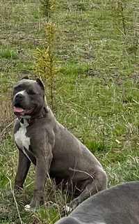 Suka American Bully xl abkc - 3 lata