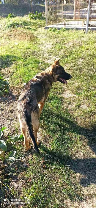 Продам кобеля німецької вівчарки 5 місяців