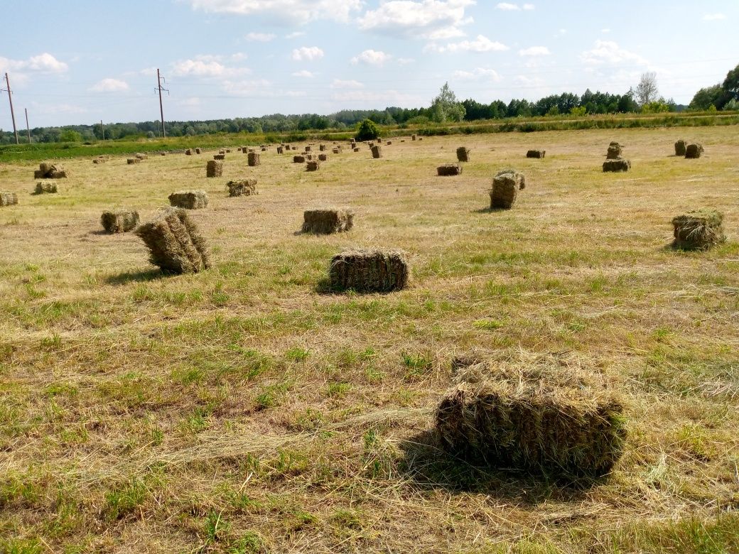 Продам сіно в тюках