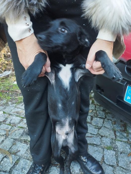 Bolt para adoção muito responsável