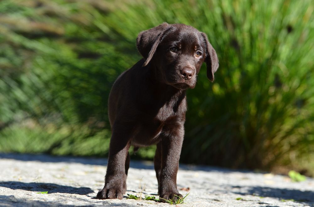 Labrador retriever FCI