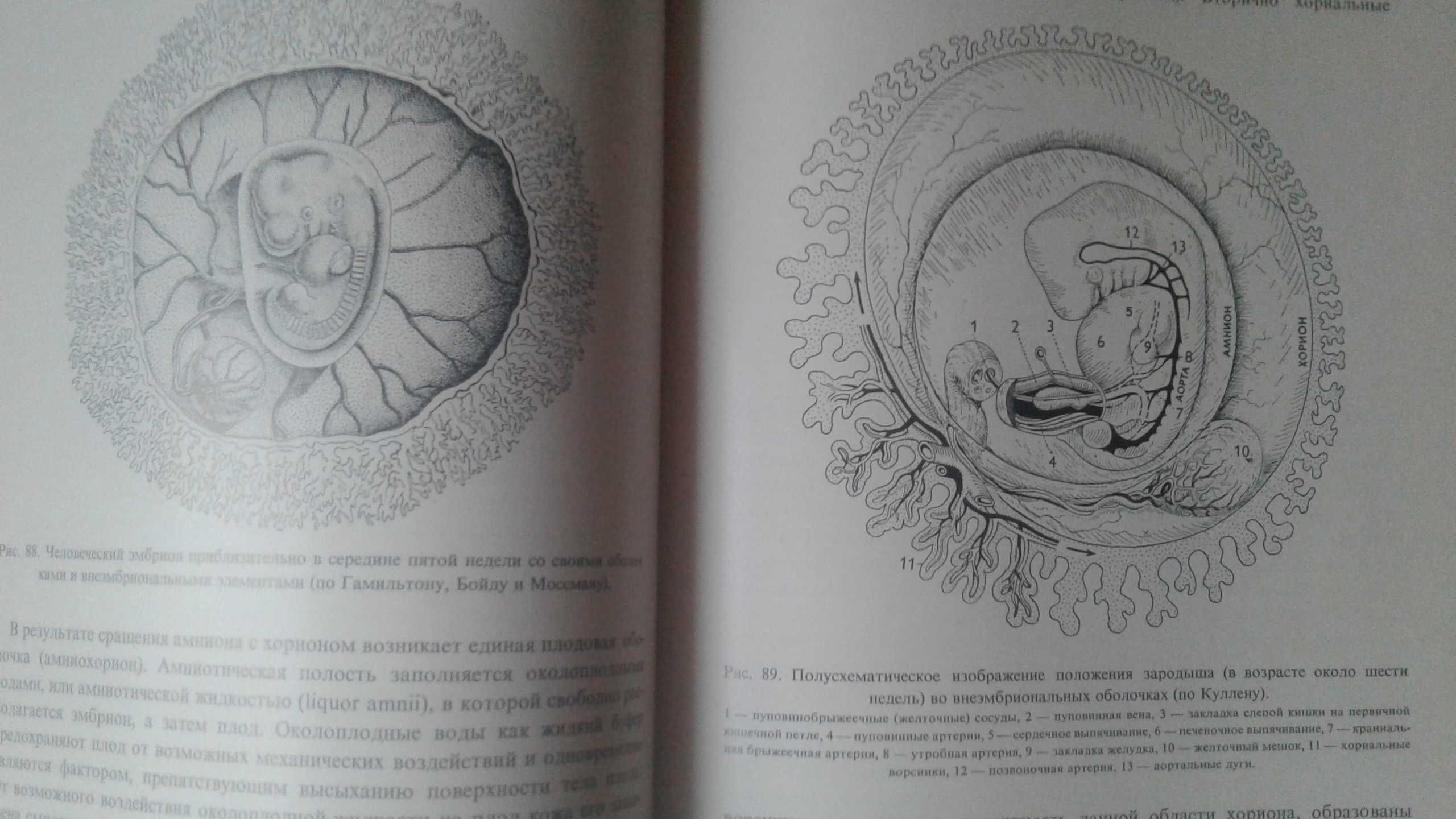 Эмбриология человека