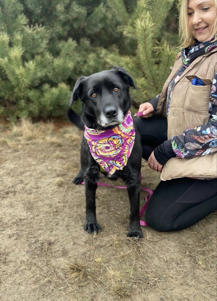 Aura w typie labradora do adopcji ze schroniska!