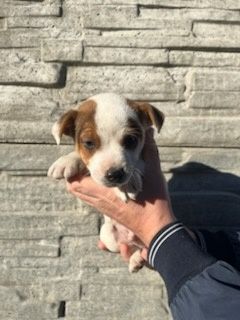 Jack Russell terrier z metryką i czipem