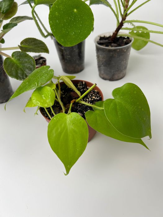 Набір рослин: церопегія, пілея, епіпремнум, філодендрон, фіалка