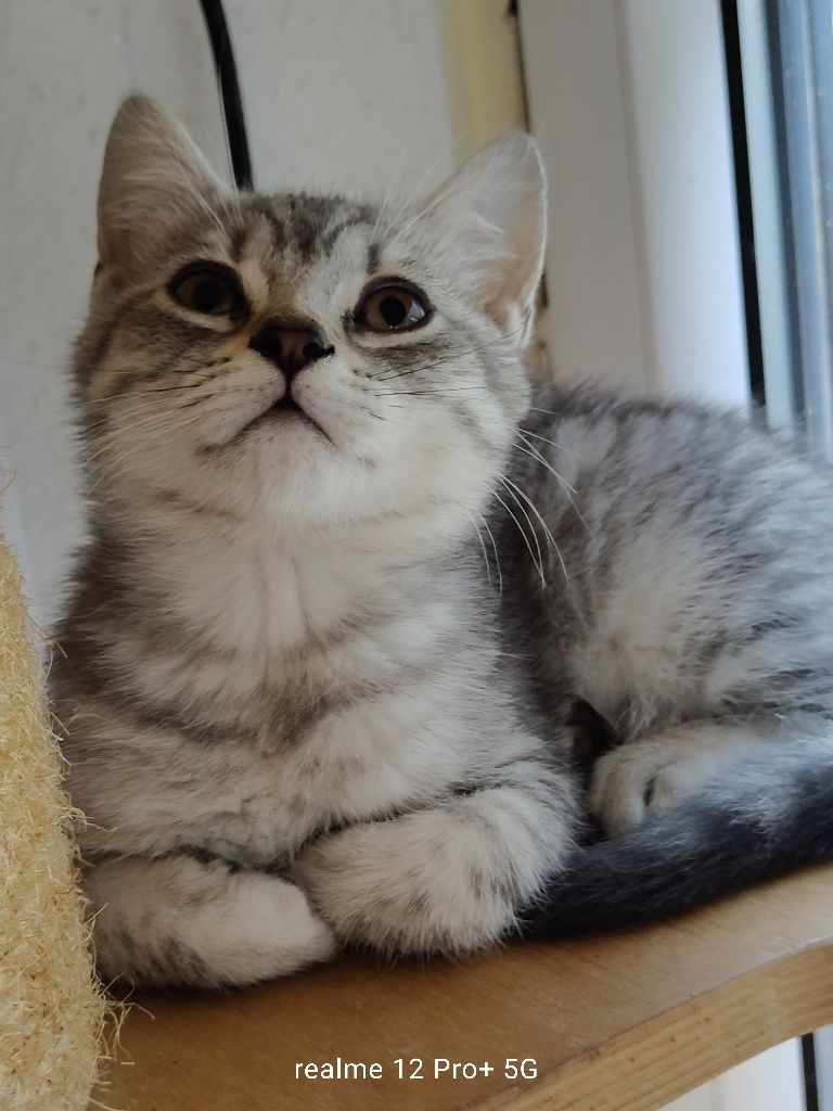 Prześliczny kocurek Brytyjski Silver -Tabby jak z reklamy rodowodowy