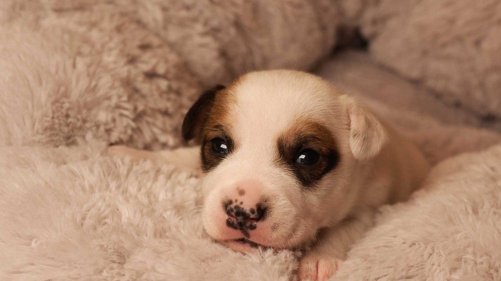 Szczenię Jack Russell Terrier z hodowli "BREFIO" /bad. genetyczne