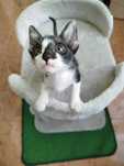 Dou gatinha com 1 mês e meio
