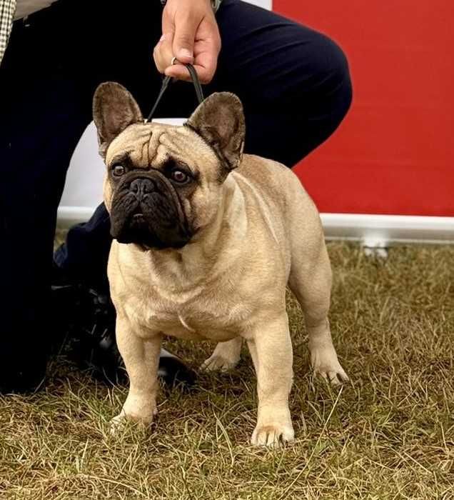 BULDOG FRANCUSKI ZKwP FCI -szczenię po Zwycięzcy Polski