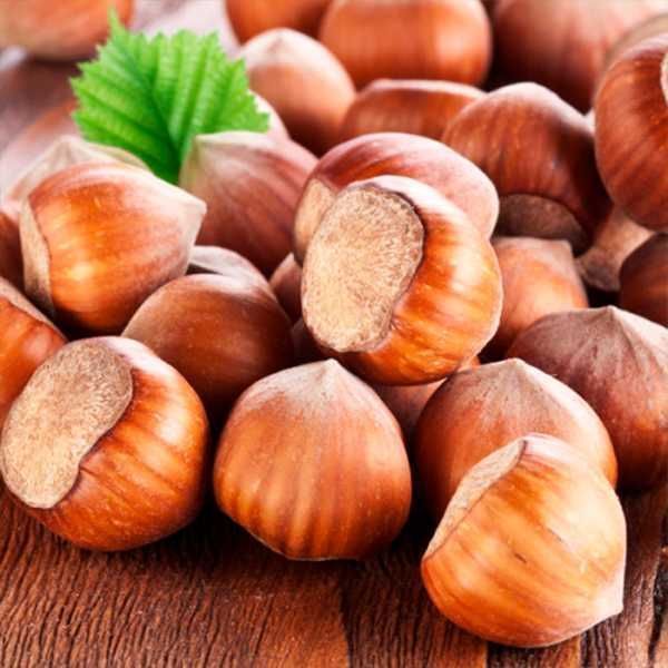 Саджанці відводків фундука / Саженцы фундука (отводки) с питомника.