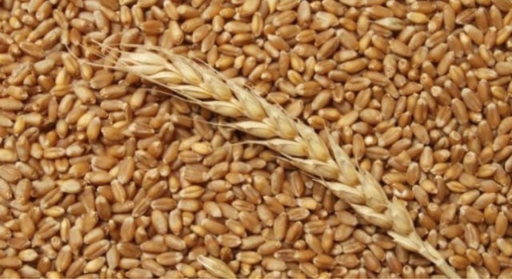 Озима пшениця 300 кг реформ під посів