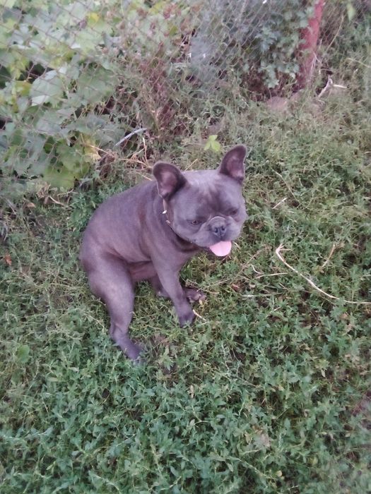 Французький бульдог в'язка