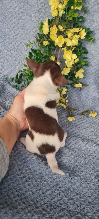 Excecional menina super mini mini Chihuahua/Chiuaua LinhagemRussa