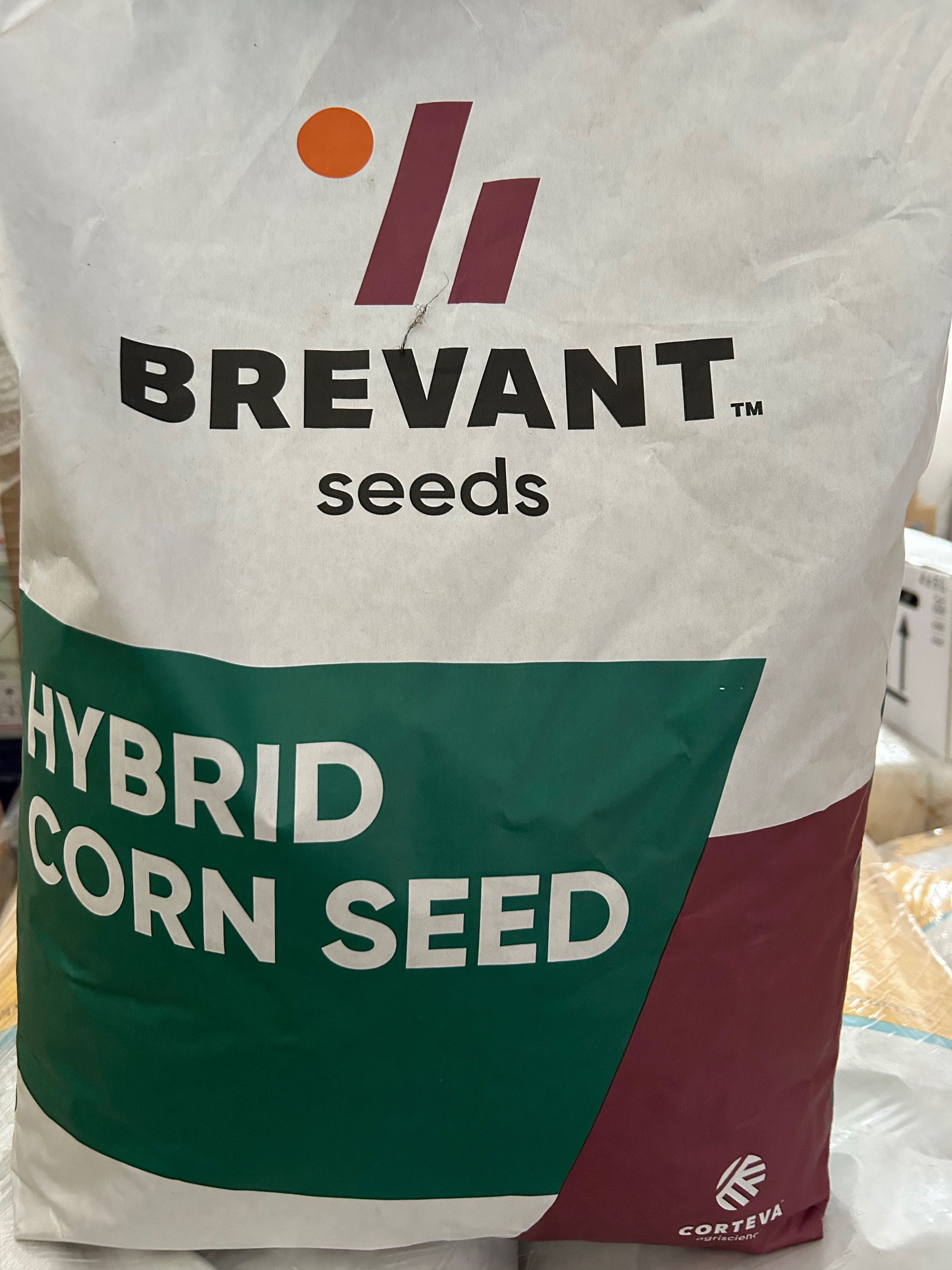 Kukurydza P8816 Brevant seeds ,  wyprzedaż z sezonu 2022