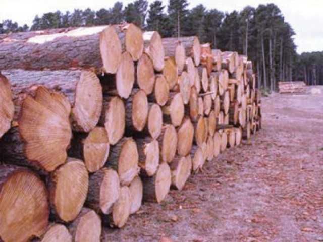 Wałki paletowe , paletuwka , palety , świerk ,  jodła , modrzew