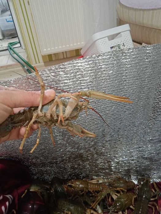 Свіжі РАКИ велетні доставка по Україні