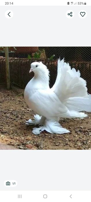 Gołębie gołąb Gołębi